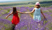 Pure Lavender Oil – Natural Relaxation and Care