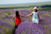 Pure Lavender Oil – Natural Relaxation and Care